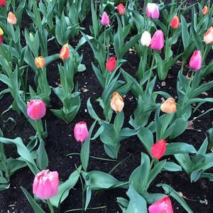 Meet your Posher, Joy